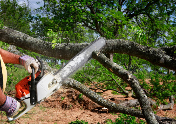 The Steps Involved in Our Tree Care Process in Fort Polk South, LA